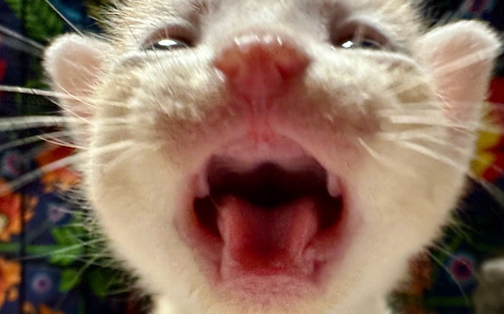 Mały kotek otwierający pyszczek, jakby miaucząc.