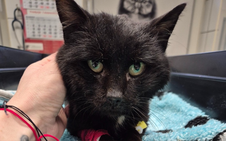 Czarny kot w klinice weterynaryjnej, otrzymuje opiekę.