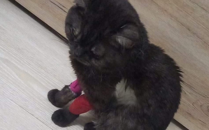 Zbiórka Na ratunek Czekiego - zdjęcie główne