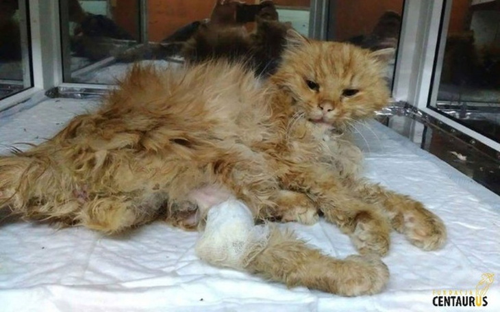 Zniszczony kot, potrzebujący pomocy i opieki.