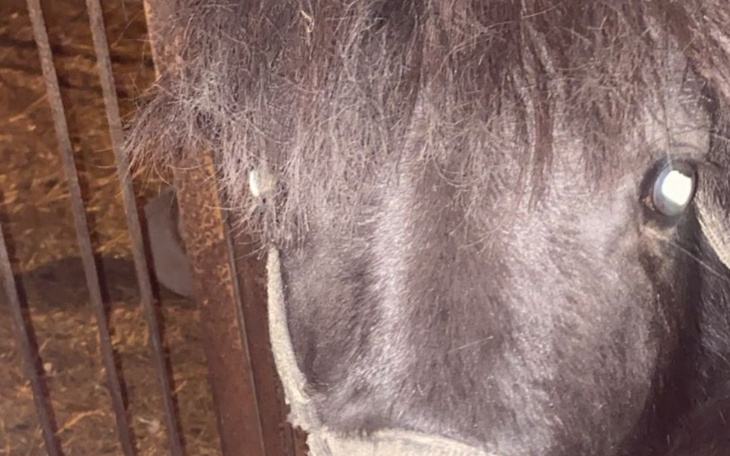 Zbliżenie na konia z długą grzywą w stajni.