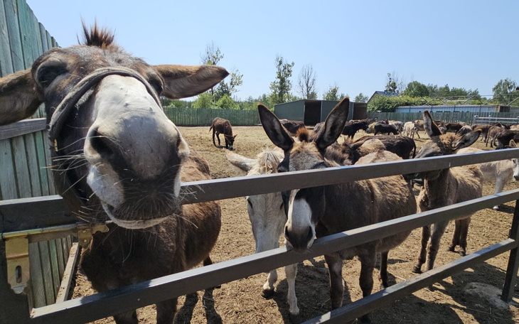 Grupa osłów w zagrodzie, jeden z nich z bliska.