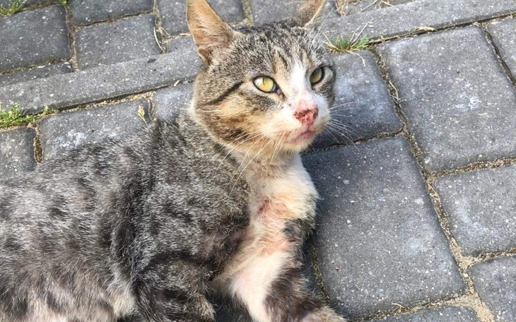 Kot leżący na chodniku, z widocznymi ranami na ciele.