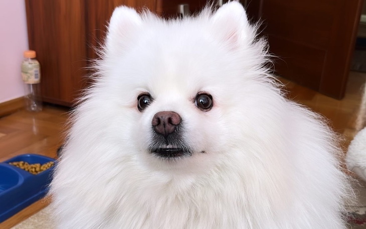 Zbiórka Pomoc dla Amorka - zdjęcie główne