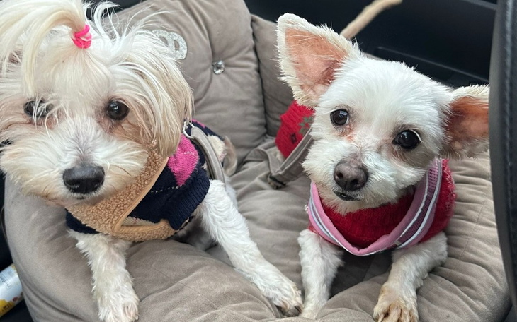 Dwa małe psy w ubrankach siedzące w samochodzie.