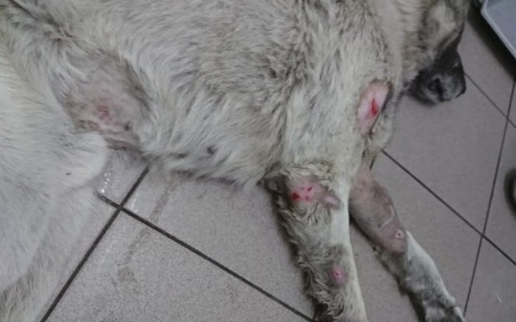 Zbiórka Będzie dobrze, Lucky... - zdjęcie główne