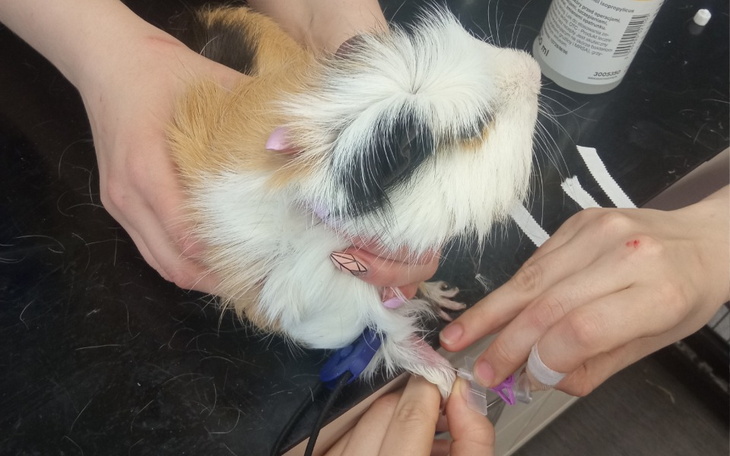 Zbiórka Cynamon, Brukselka i inne świnki - zdjęcie główne