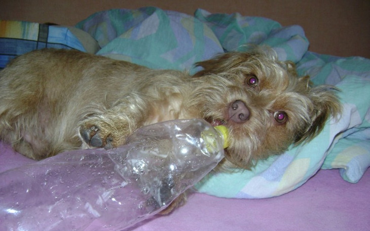 Zbiórka Pomoc dla Toffika - zdjęcie główne