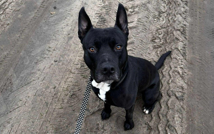 Czarny pies siedzący na piasku, z wyrazem skupienia.