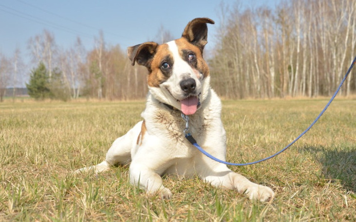 Zbiórka Przywróćmy wzrok Wako! - zdjęcie główne