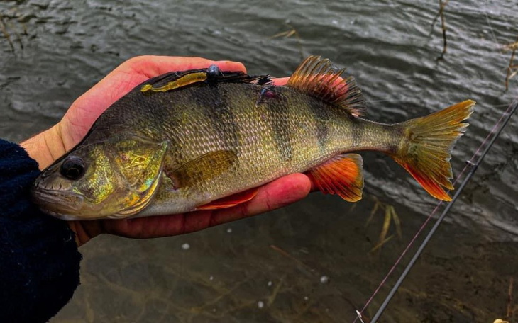 Zbiórka Za marzenia nie każą - zdjęcie główne