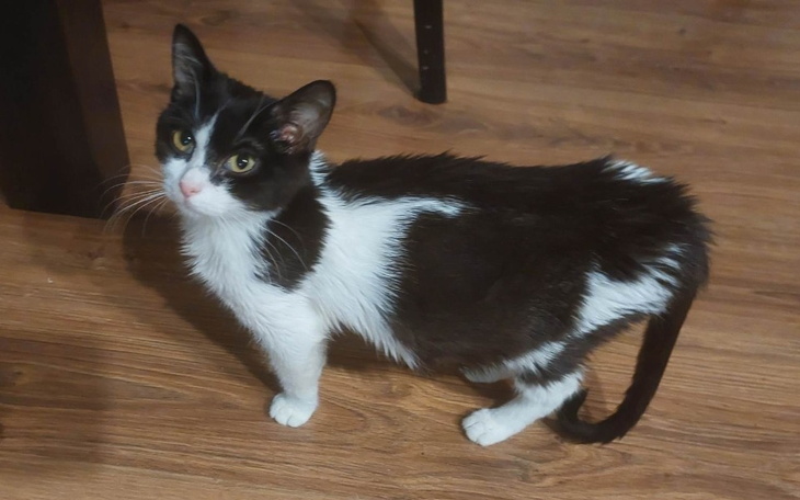 Zbiórka Śmierć czy życie - Johnny walczy - zdjęcie główne