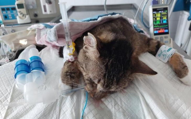 Kot leżący na stole w szpitalu weterynaryjnym.