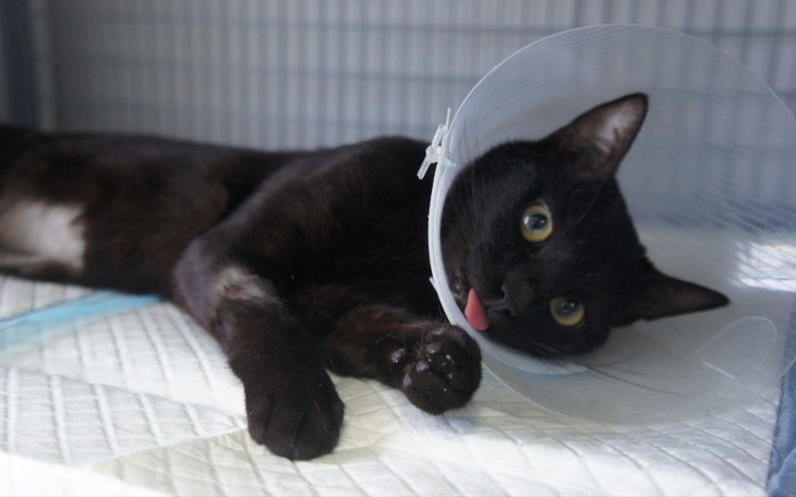 Zbiórka Operacja wyszycia cewki moczowej - zdjęcie główne