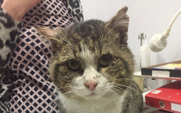 Zbiórka Postrzelony i połamany POPIEL - zdjęcie główne