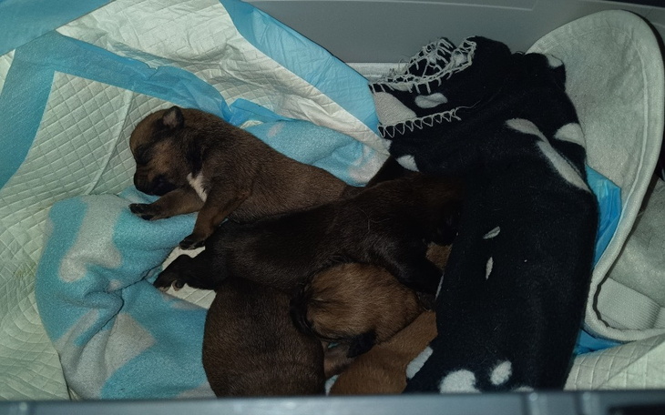 Słodkie szczeniaki śpiące w przytulnym miejscu.