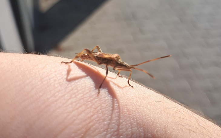 Zbiórka Aparat do fotografii owadow - zdjęcie główne