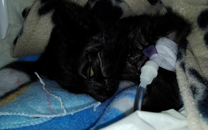 Zbiórka Podaruj szansę kociej kruszynce - zdjęcie główne