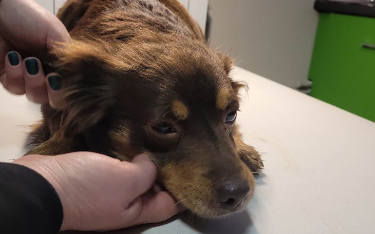 Zbiórka Carotka - zdjęcie główne