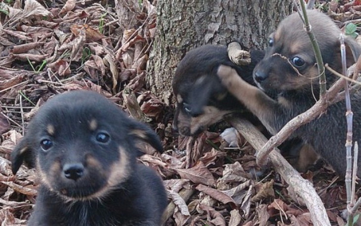 Zbiórka Porzucone Pieski-potrzebna pomoc - zdjęcie główne