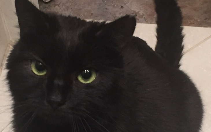 Zbiórka Pomoc dla Lolka chorego na FIP - zdjęcie główne