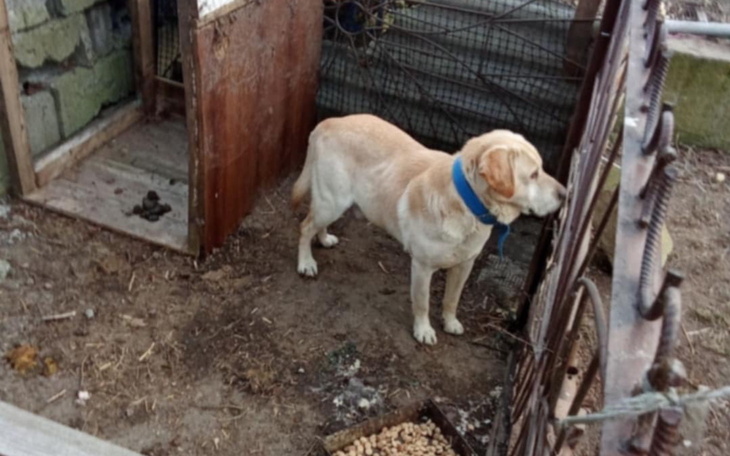 Labrador w ogrodzie, przy ogrodzeniu.