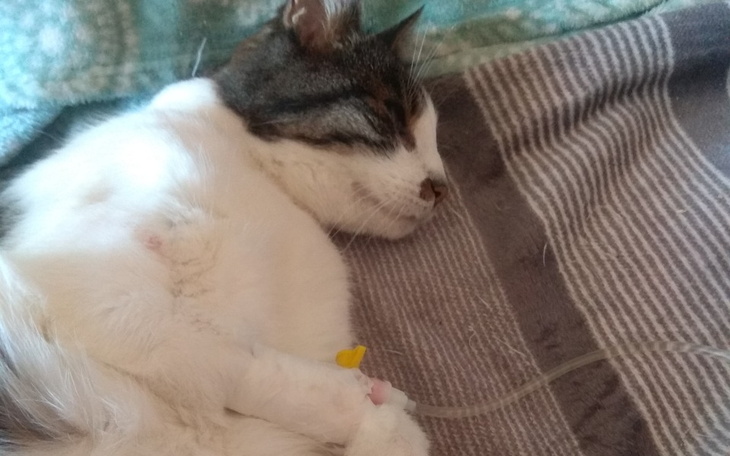 Zbiórka Zapobiec eutanazji Bryndalka - zdjęcie główne