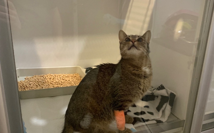 Zbiórka Walka Leo - zdjęcie główne