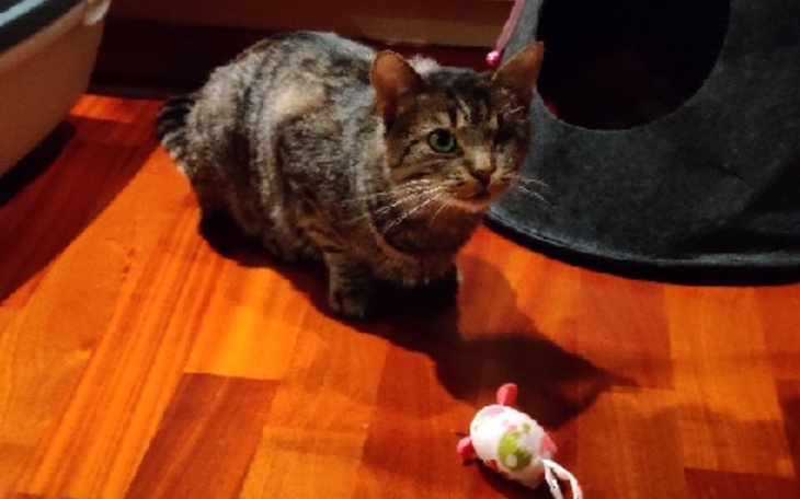 Zbiórka Lucek-nowe życie, została FV - zdjęcie główne