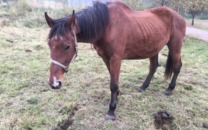 Zbiórka Staruszka Nadzieja ... - zdjęcie główne