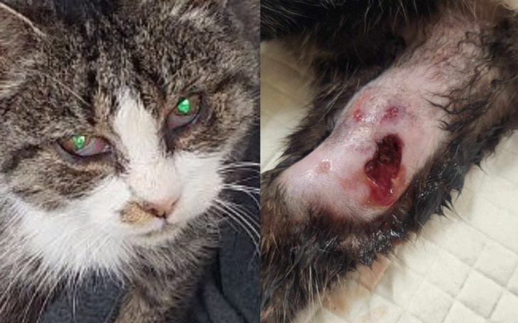 Zbiórka Połamana, pogryziona i bezdomna - zdjęcie główne