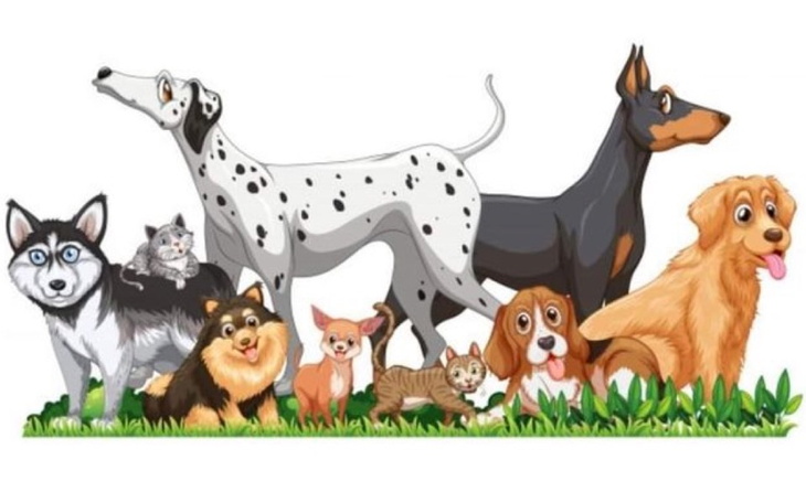 Zbiórka Zima w schronisku dla zwierząt - zdjęcie główne