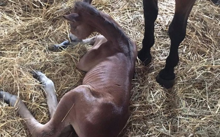 Zbiórka Pasza - zdjęcie główne