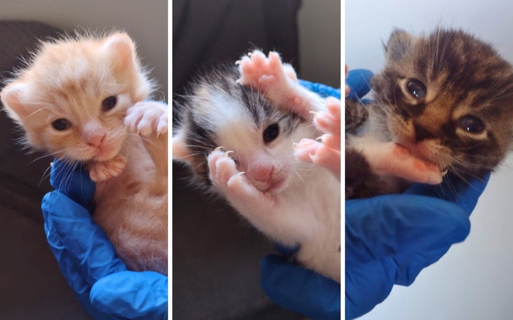 Trzy małe kocięta trzymane w rękach.