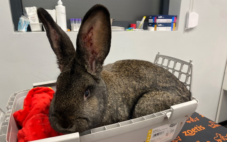 Zbiórka Kurka zjadana przez świerzbowca - zdjęcie główne