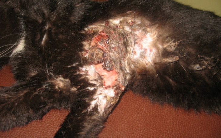 Kot z poważnymi ranami na brzuchu, wymagający pomocy weterynaryjnej.