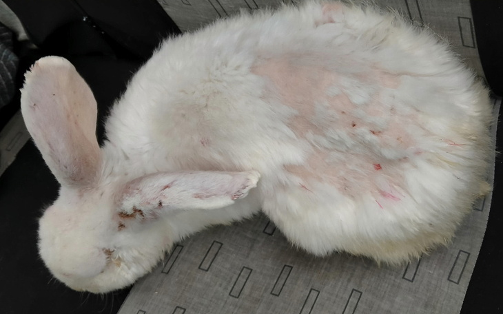 Zbiórka ratujemy OMYKA - królika OMYKA - zdjęcie główne