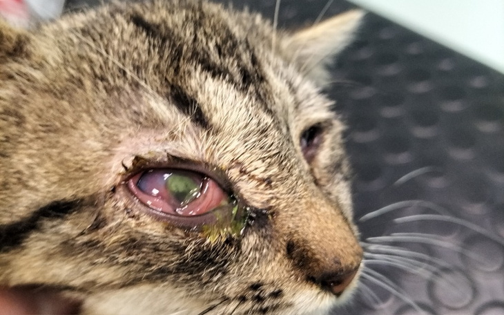 Zbiórka Leczenie naszych podopiecznych - zdjęcie główne