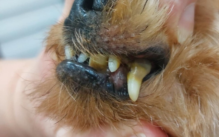 Zbiórka Leczenie zębów u Tosi - zdjęcie główne