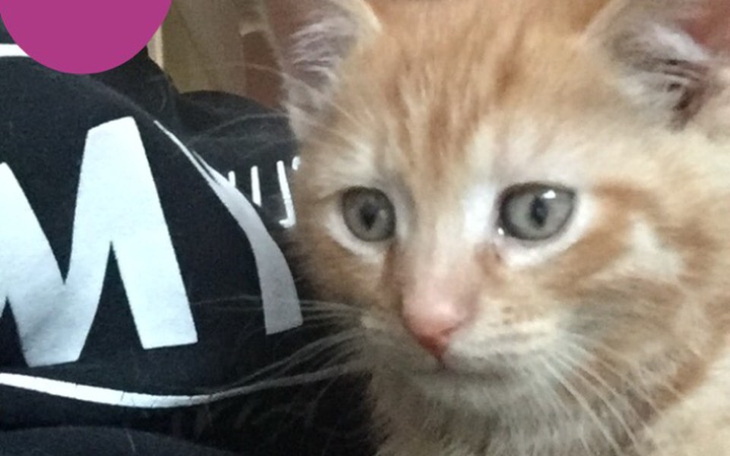 Zbiórka Zbieram na jedzenie2 - zdjęcie główne