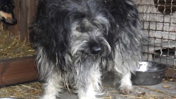 Zbiórka Zakończmy tułaczkę Mili. - miniaturka zdjęcia