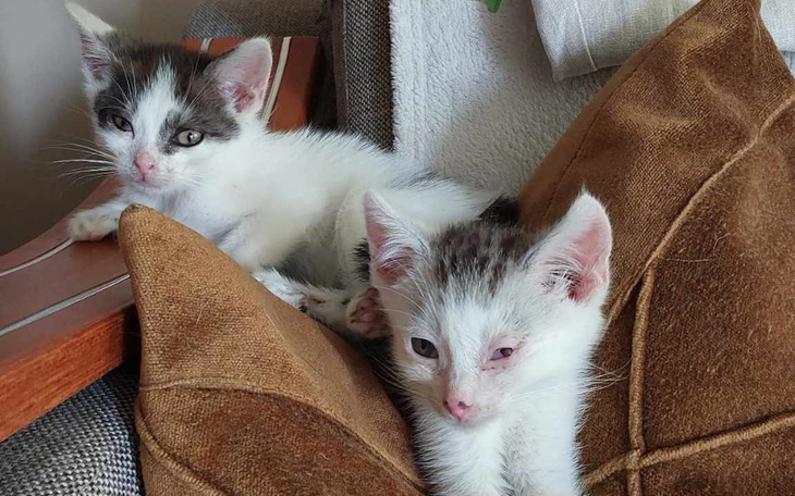 Dwa małe kocięta leżą na poduszkach w domu.