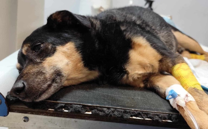 Pies leżący na stole, z kroplówką w łapie.