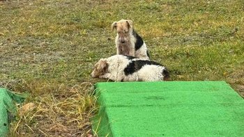 Zbiórka Foksy z cmentarza - miniaturka zdjęcia