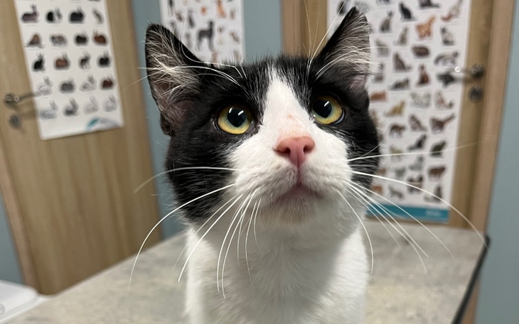 Zbiórka Na zapłatę faktury bezdomne koty - zdjęcie główne