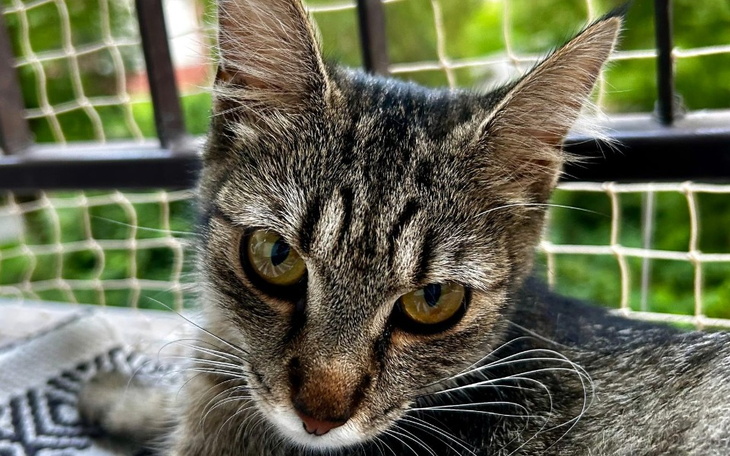 Zbiórka Stefcia prosi o pomoc - zdjęcie główne