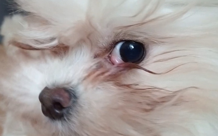 Zbliżenie na psa z nietypowym okiem.