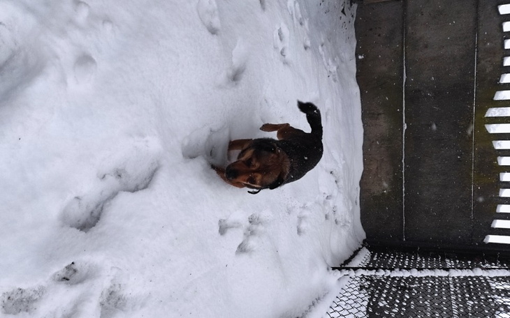 Zbiórka Pomoc dla kolejnych psiakow - zdjęcie główne