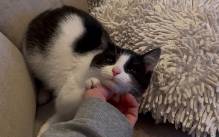 Kot leżący na kanapie, bawiący się z ręką.