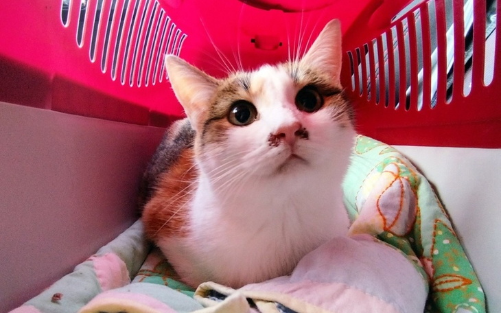 Zbiórka Ostatnia szansa Lilith - zdjęcie główne